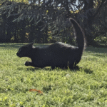 รีวิวเกม ยิง ปลา ตาย ง่าย เกมใหม่ที่คุณต้องลอง